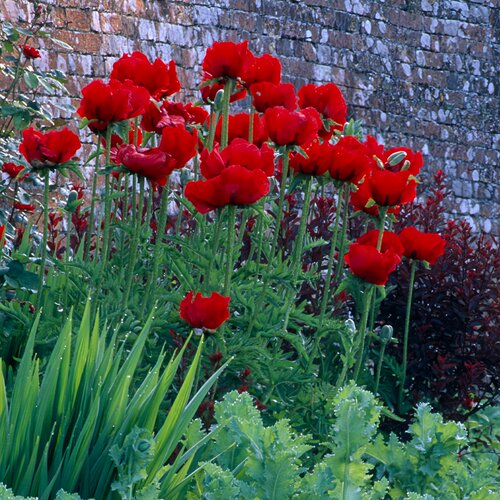 进口东方虞美人种子深红Oriental Poppy大花切花虞美人耐寒春秋播