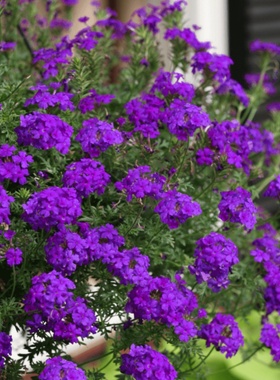 细叶美女樱种子美人樱盆栽垂吊铺地锦四季绣球美女樱花种籽长花期