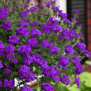 细叶美女樱种子美人樱盆栽垂吊铺地锦四季绣球美女樱花种籽长花期