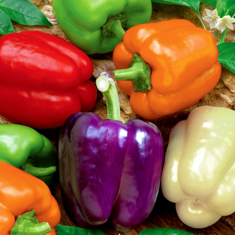 五彩甜椒种子孑苗灯笼四季