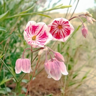 大花罗布麻种子大叶白麻野麻新疆罗布麻花种籽可泡茶耐寒耐旱春秋