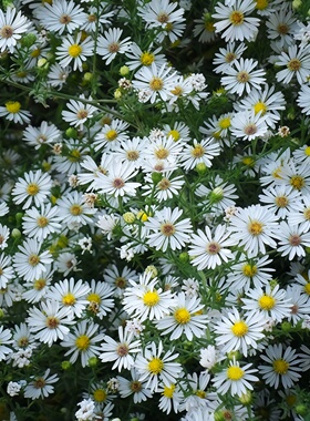 白菀紫菀种子荷兰菊白色小花多年生宿根花籽耐寒耐旱好养高岭紫苑