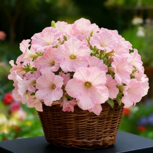 进口矮牵牛种子 梦幻苹果花粉色渐变大花矮牵牛耐寒春秋播花种籽