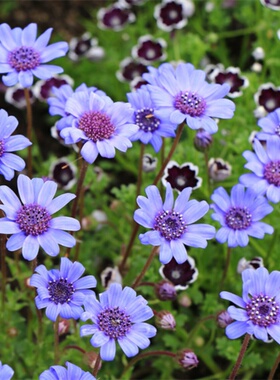 蓝费利菊种子蓝色菊花蓝玛格丽特蓝雏菊耐荫阳台盆栽春秋播花种籽