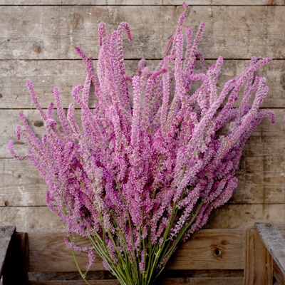 情人草种子籽苏沃补血草鲜切花干花耐旱花期长Limonium suworowii