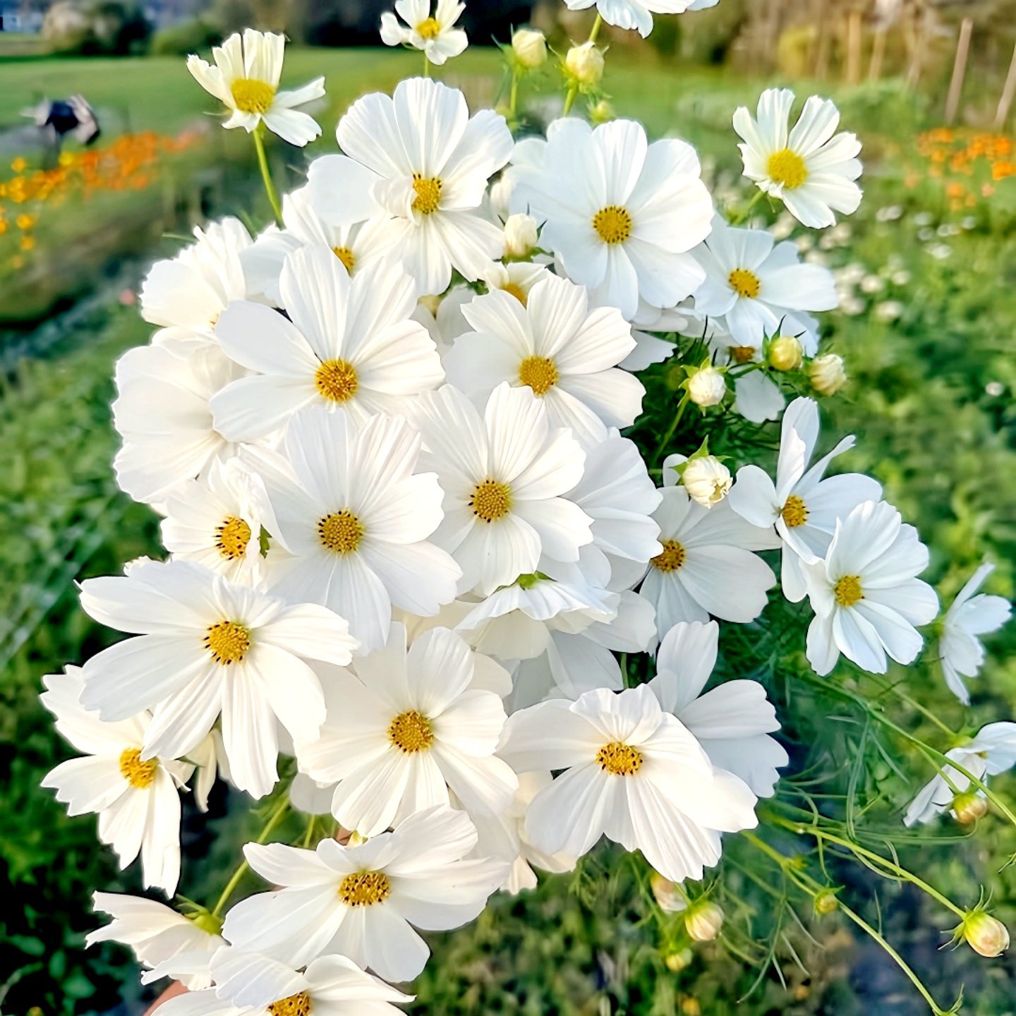 矮波斯菊种子白色矮杆波斯菊格桑花盆栽春夏播阳台花园花海种植,鲜花速递/花卉仿真/绿植园艺,家庭园艺种子,淘宝优惠券,粉丝福利购,淘宝优惠卷