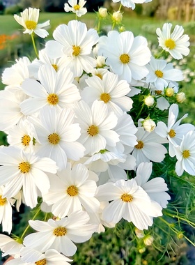 矮波斯菊种子白色矮杆波斯菊格桑花盆栽春夏播阳台花园花海种植