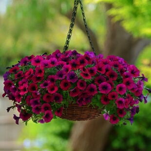 进口矮牵牛种子海市蜃楼天鹅绒矮牛中大型花矮生盆栽花卉种子花籽