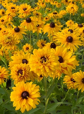 重瓣金光菊种子切花金光菊桔黄色金光菊菊耐热盆栽复瓣黑心菊种籽