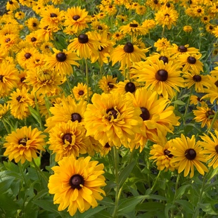 重瓣金光菊种子切花金光菊桔黄色金光菊菊耐热盆栽复瓣黑心菊种籽