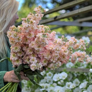 进口切花紫罗兰种子/麦系列鲑肉色/重瓣高杆耐寒秋播花卉种籽孑