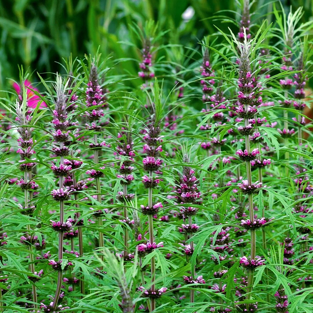 益母草种子红花艾益母蒿坤草茺蔚鸡母草野芝麻地母草野麻花境盆栽