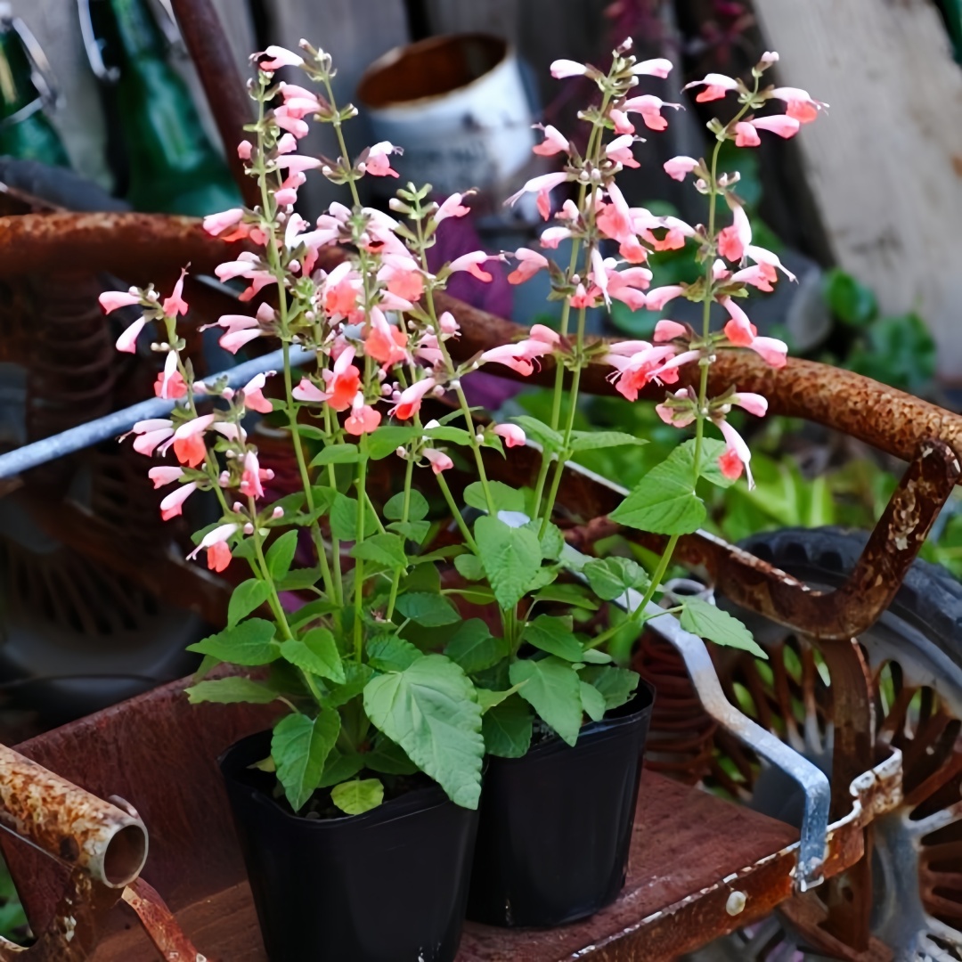 粉萼鼠尾草种子朱唇夏之宝石