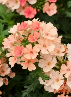 鲑鱼粉色美女樱种子五色梅耐热花期长阳台花坛庭院盆栽花籽春夏播