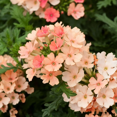 鲑鱼粉色美女樱种子五色梅耐热花期长阳台花坛庭院盆栽花籽春夏播