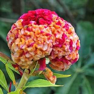 进口鸡冠花种子久留米高杆切花鸡冠花头状巨型球状CelosiaKurume