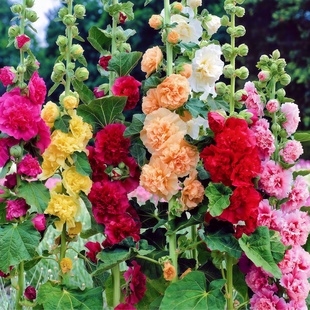 重瓣蜀葵花籽一丈红桃梦蜀葵多年生宿根耐寒耐热秫秸花大麦熟种子