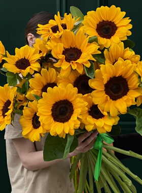 文森特2精选向日葵种子Sakata切花向日葵包花花店用花易活春夏播