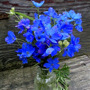 进口矮生大飞燕草蓝镜种子蓝色系鸽子花翠雀花春秋播耐寒千鸟草