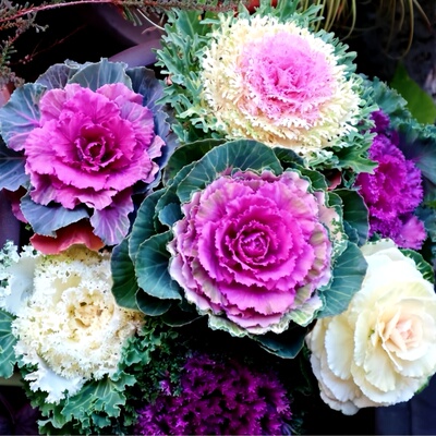 羽衣甘蓝种子牡丹四季