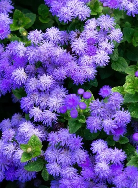 蓝色藿香蓟种子熊耳草胜红蓟血封草一枝香臭草长花期全年开花种籽