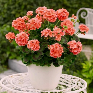 天竺葵种子鲑红色地平线直立天竺葵洋绣球花期长春秋室内阳台盆栽