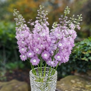 进口大飞燕草种子/班纳利巨人淡粉白芯/翠雀花耐寒宿根多年生秋播