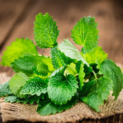 柠檬香蜂花种子绿植盆栽可食用