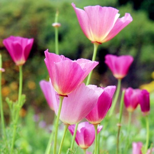 玫红色花菱草种子加州虞美人金英花人参花洋丽春花籽阳台盆栽花海