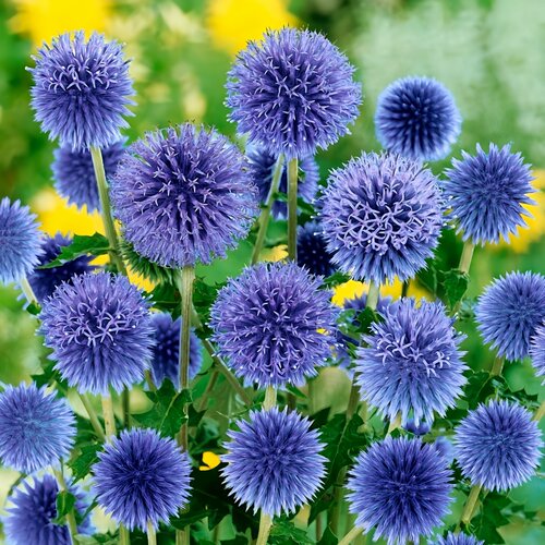 刺头种子星球宿根高山干花