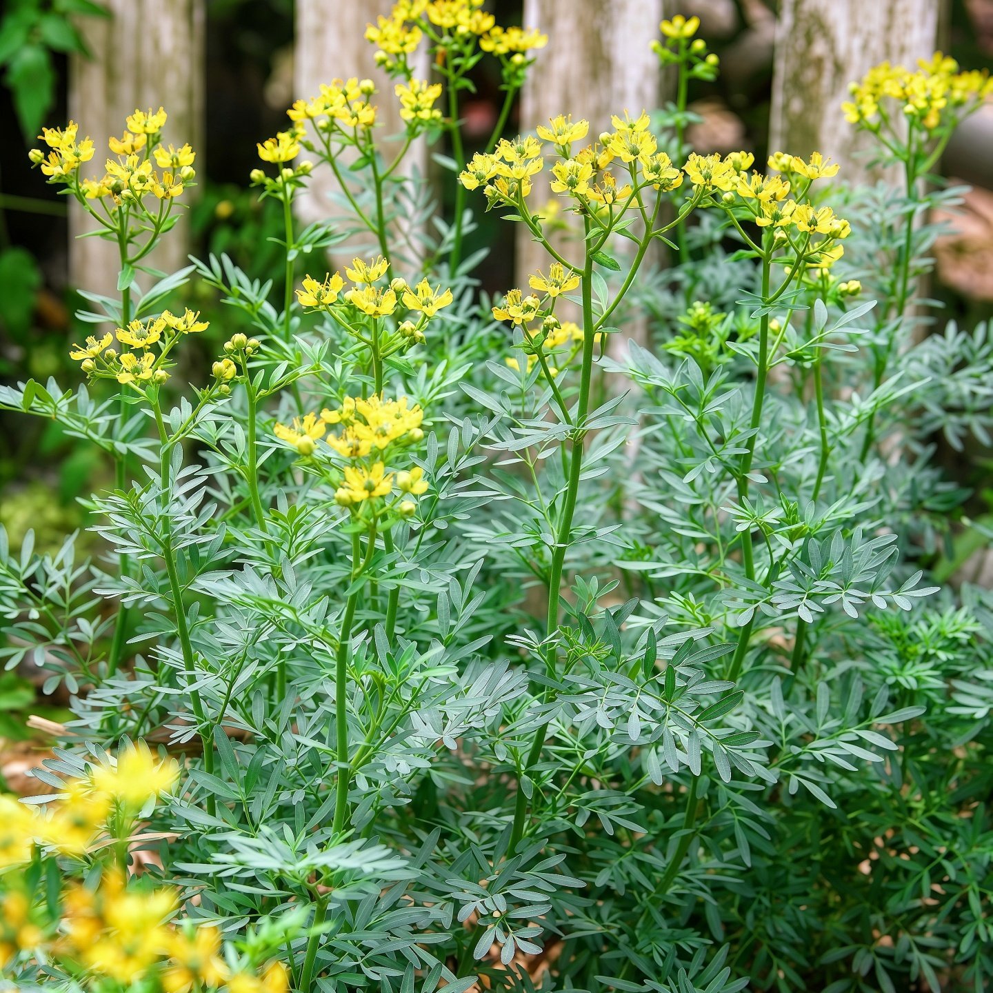 芸香种子小叶香贼仔草香艾草臭草调香驱蚊除虫切花干花种籽春秋播 - 花如锦园艺出品