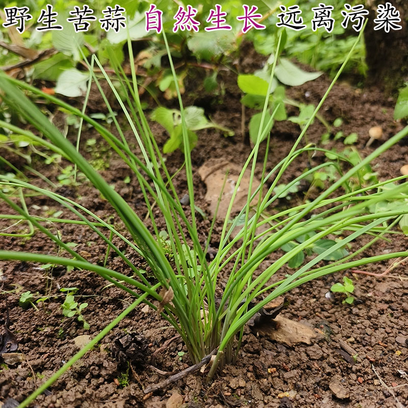 葱野葱香葱野山葱贵州特产野菜