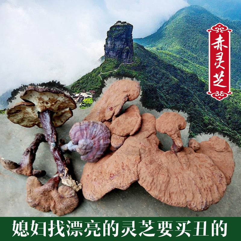 贵州野生赤灵芝 干品中药材整枝精选红林芝草500g装真品泡酒茶切
