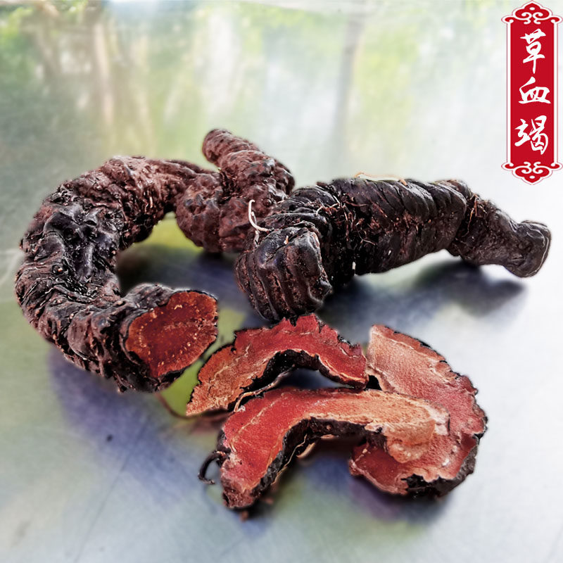 草血竭野生土血结中药材拳紫参草河车老腰弓地蜂子贵州产500g包邮