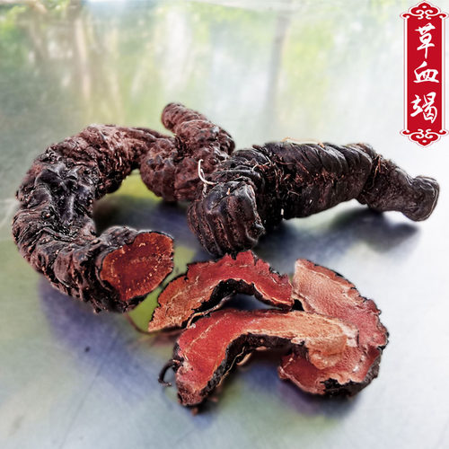 中药材草血竭贵州中药材紫参野生