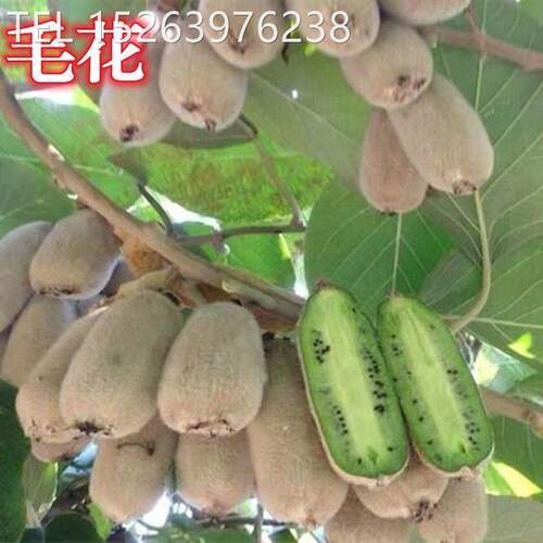 毛花猕猴桃苗绿心猕猴桃嫁接苗猕猴桃树苗南北方种植当年结果当年