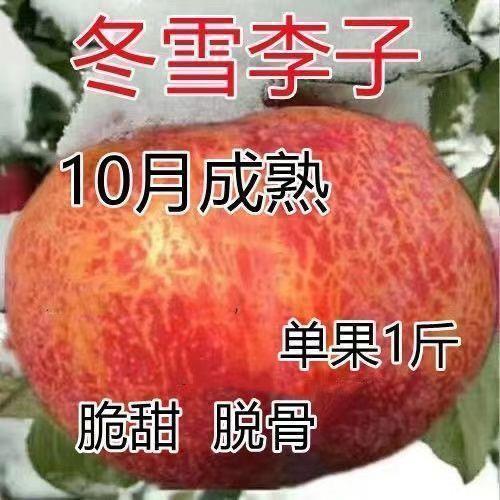 新品种冬雪李子果树苗嫁接晚熟李子树南北方种植当年庭院包成活
