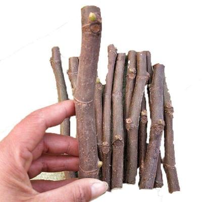 无花果扦插枝条树苗嫁接穗