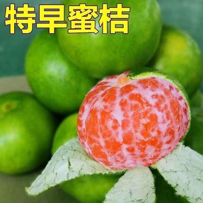 早熟无核青皮蜜桔带土嫁接树苗全国庭院种植绿皮橘子薄皮青皮橘子
