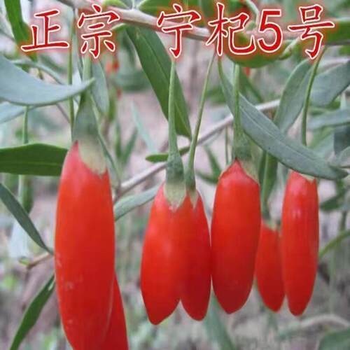 枸杞树苗宁夏枸杞苗宁杞5号苗红枸杞子食用枸杞苗当年结果