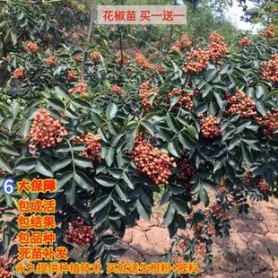 大红袍花椒苗树食用盆栽盆栽地栽南北种植花椒苗四川麻椒果树果苗