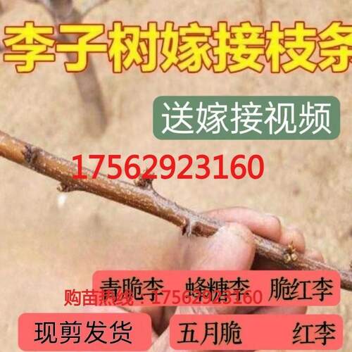 果树实拍见描述苗山楂柿子樱桃石榴无花果李子扦插枝条嫁接砧木