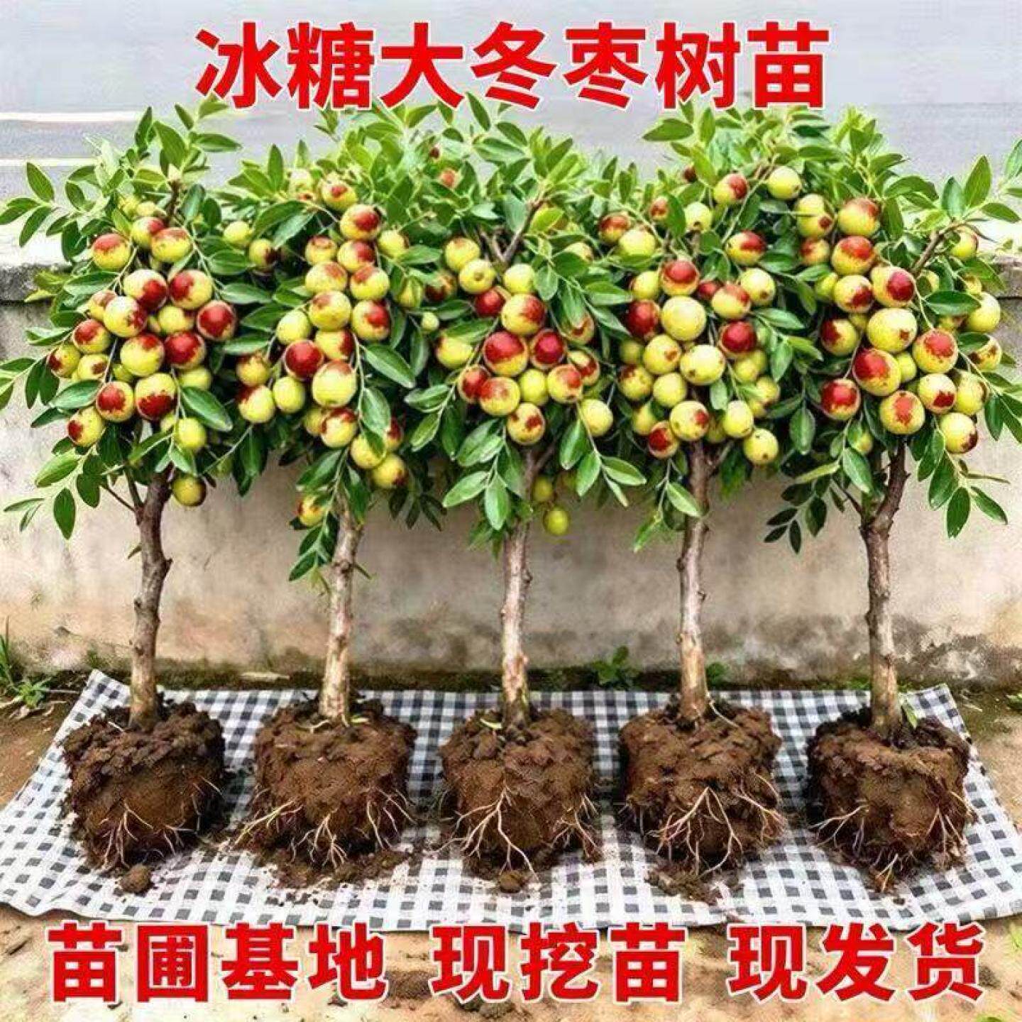 沾化冬枣树苗嫁接三代耐寒大果脆甜品种适合南北方种植地栽庭院树