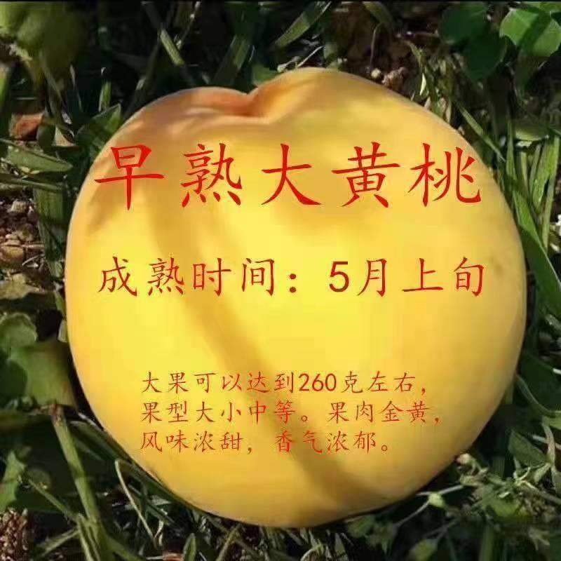 新品种特大早熟黄桃树苗晚