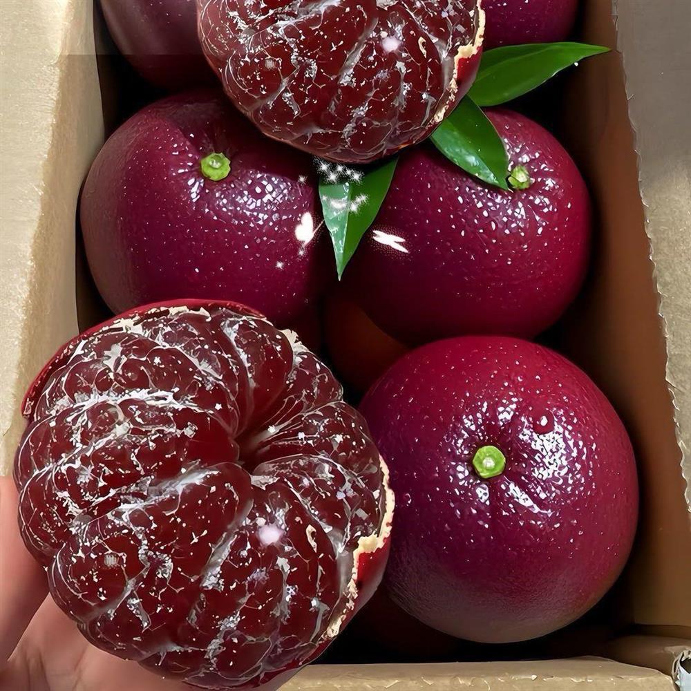 新品种果树红皮血橙嫁接苗带土带叶发货南北合适庭院阳台盆栽可种