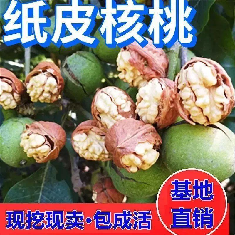 核桃树苗嫁接碧根果树苗薄皮纸皮核桃特大苗南方北方种植地栽