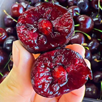 车厘子树苗无核樱桃树苗正宗大樱桃树苗南方北方种植耐寒当年结果