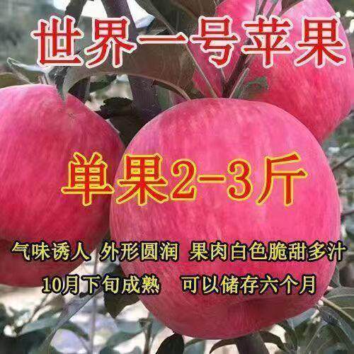 世界一号红富士苹果树苗短肢矮化