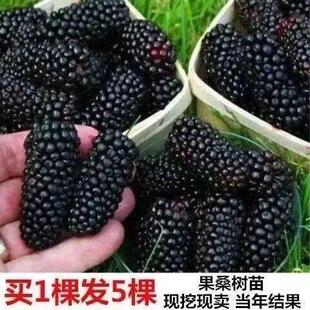 桑葚树苗南方北方种植当年结果食用桑树苗黑桑水果白桑葚四季盆栽