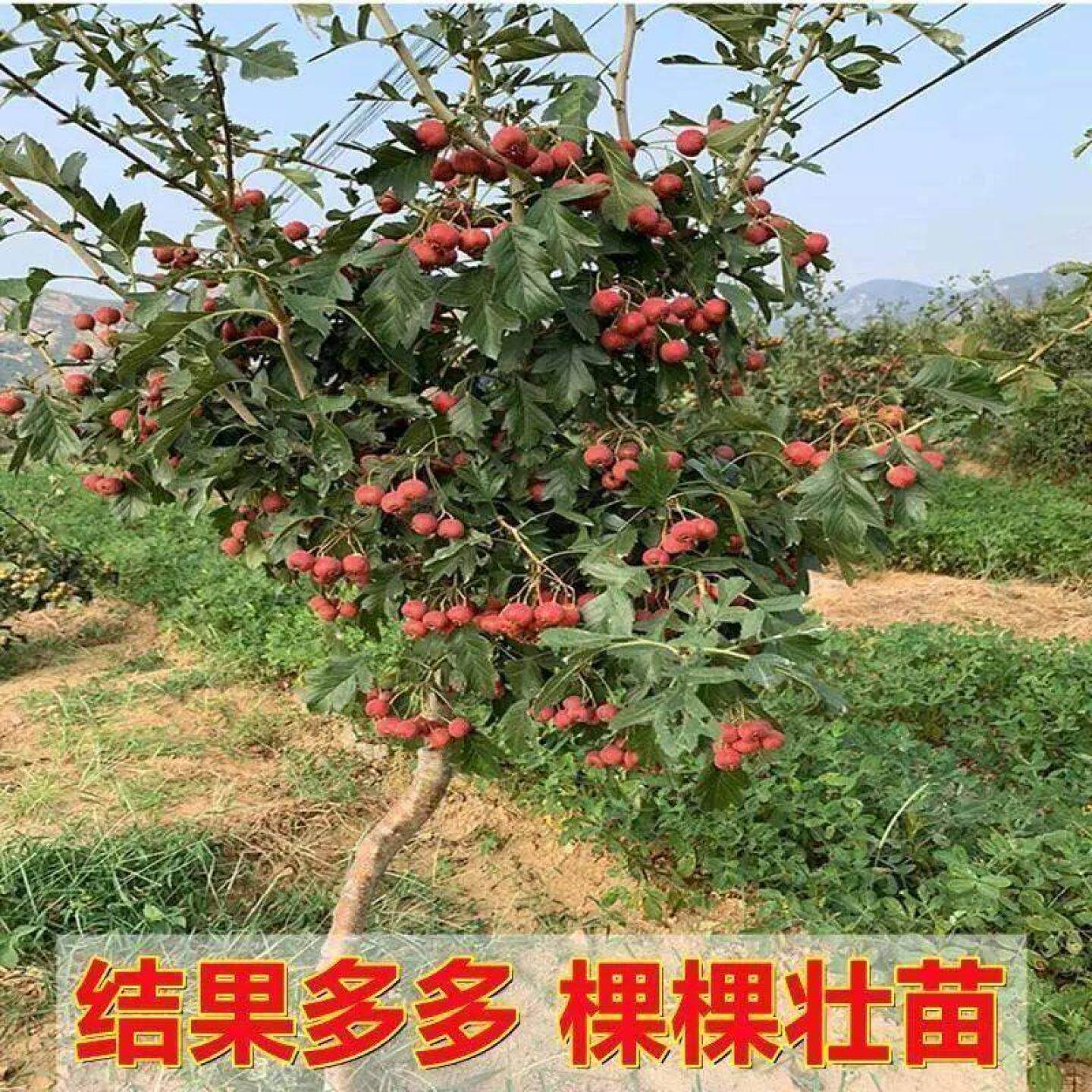 大金星山楂苗嫁接抗寒南方北方种植盆栽地栽大金星大五棱山楂树苗